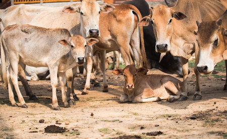Cow Familyの写真素材