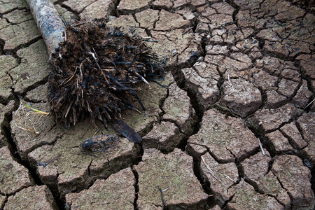 Dead trees, dry land, World Disaster, Cracked ground backgroundの写真素材