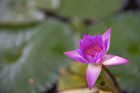 Beautiful purple lotus pond in the park.の写真素材
