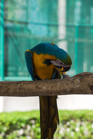 Beautiful Blue and Gold macaw in the park, Parrotの写真素材