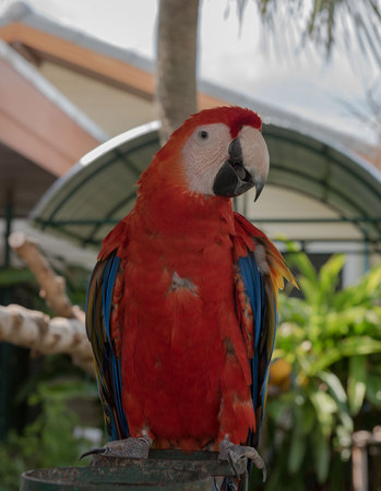 Colorful macaw birds in the garden, Parrot
