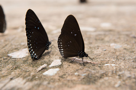 beautiful butterfly, colorful butterfly ,Butterfly in gardenの写真素材