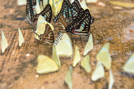 Butterfly group on the ground  beautiful butterfly, colorful butterfly ,Butterfly in gardenの写真素材