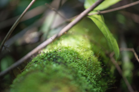parasite plant living and plant growing  on trees in forestの写真素材