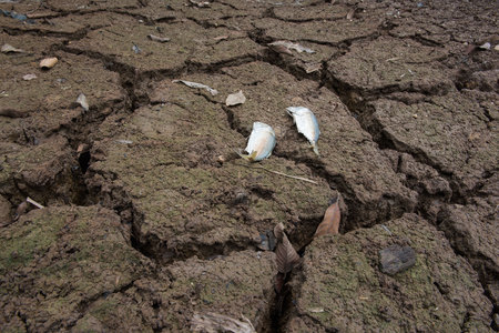 Dead fish, dry land, World Disaster, Cracked ground backgroundの写真素材