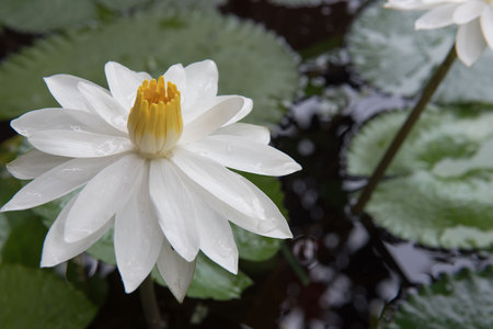 The beautiful white lotus in a pond. close-up  , backgroundの写真素材
