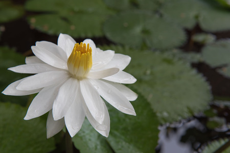 The beautiful white lotus in a pond. close-up  , backgroundの写真素材