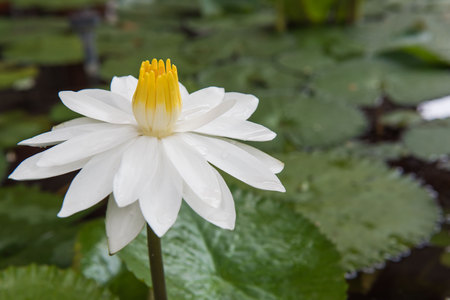 The beautiful white lotus in a pond. close-up  , backgroundの写真素材