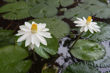 Two beautiful white lotus in a pond. close-up  , backgroundの写真素材