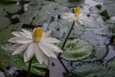 Two beautiful white lotus in a pond. close-up  , backgroundの写真素材