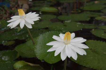 Two beautiful white lotus in a pond. close-up  , backgroundの写真素材
