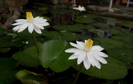 Two beautiful white lotus in a pond. close-up  , backgroundの写真素材