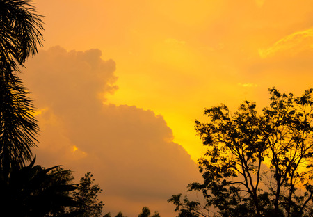 Orange sky after rain with tree silhouette, backgroundの写真素材