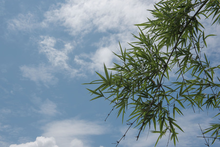 Bamboo tree leaves clouds and the blue skyの写真素材