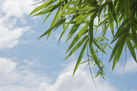 Bamboo tree leaves clouds and the blue skyの写真素材