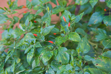 Small red and green chili on the tree in Vegetable garden