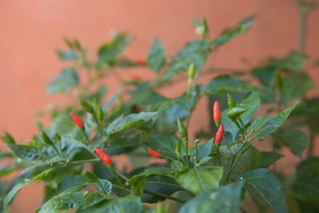 Small red and green chili on the tree in Vegetable garden