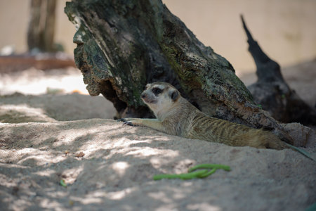 cute Slender-Tailed Meerkats on  Sand in the zooの写真素材