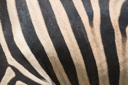 Black and white zebra skin closeupの写真素材