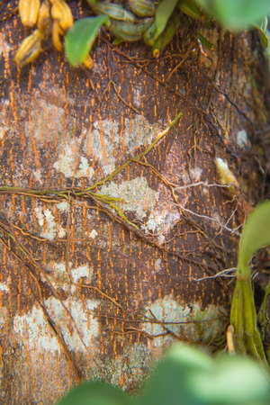 parasite plant living and plant growing on trees in forestの写真素材