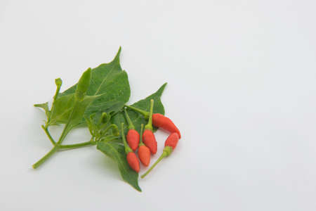 Leaf red and green  chili on White backgroundの写真素材