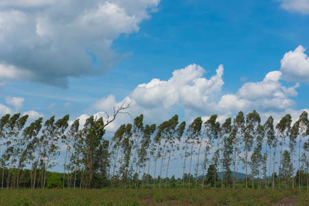 Green trees in a row in blue sky on the backgroundの写真素材