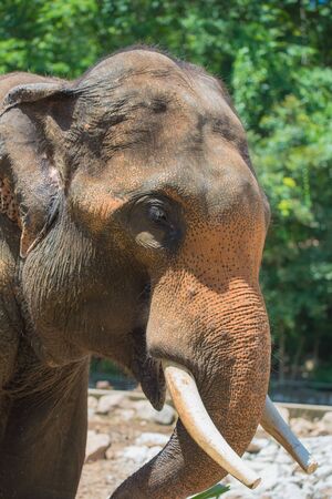 closeup elephant in farm of Thailand ,in zooの写真素材