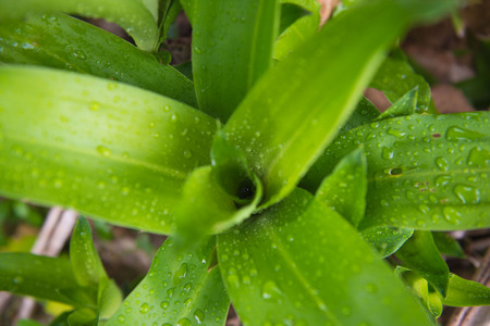 Green leaf roll with water drops , wallpaper