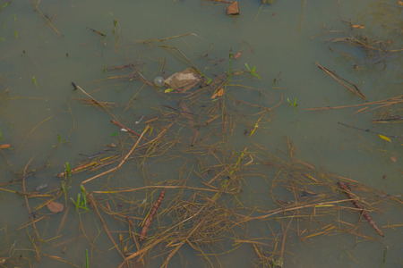 Garbage floating in river, Water pollution. Ecological problemの写真素材