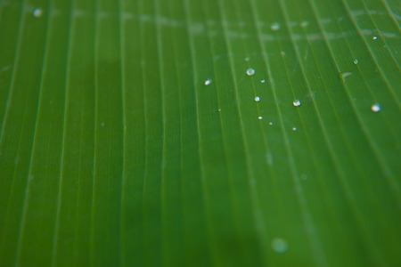 green Banana leaf with water drops , backgroundの写真素材