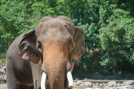 closeup elephant in farm of Thailand ,in zooの写真素材