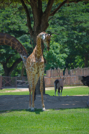 Giraffes standing on green grass in the zooの写真素材