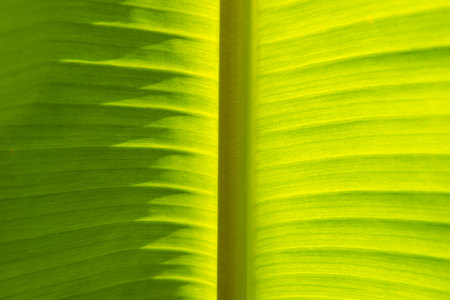 Light and shadow Green Banana Leaf Backgroundの写真素材