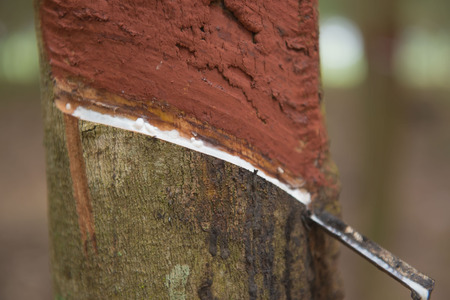 fresh milky latex extracted from para rubber treeの写真素材