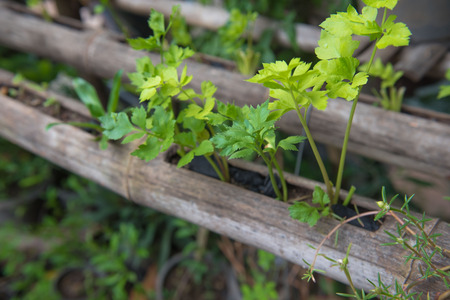 fresh Vegetable planting in bamboo , organic food for Healthの写真素材
