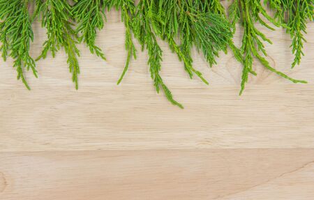 Christmas or New Year  pine on wooden background.