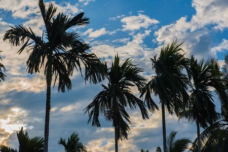 Many plant Palm trees in the garden in the morning .の写真素材