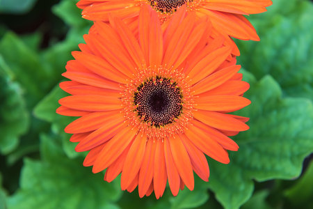 Orange flower gerbera closeup on tree in garden .の写真素材