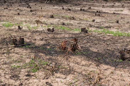 Many row old Tree Stumps caused by deforestation  and burn.の写真素材