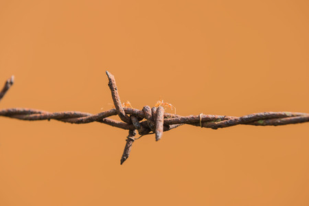 Old barbed wire and rust, ants on Orange background.の写真素材