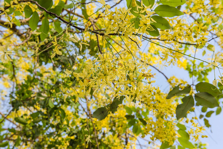 Cassia Fistula golden  flower in the garden .の写真素材