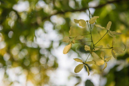 Cassia Fistula golden  flower in the garden .の写真素材