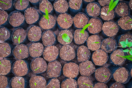 top view planting green coconut growth  In a black bag .の写真素材