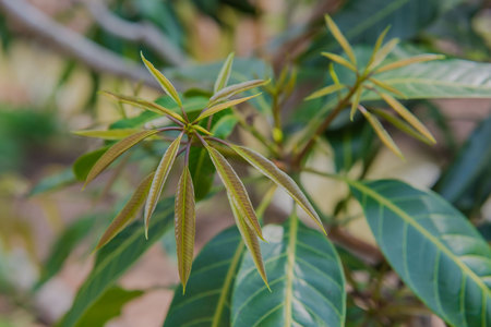 Fresh leaf of mango tree in the garden for background  .の写真素材