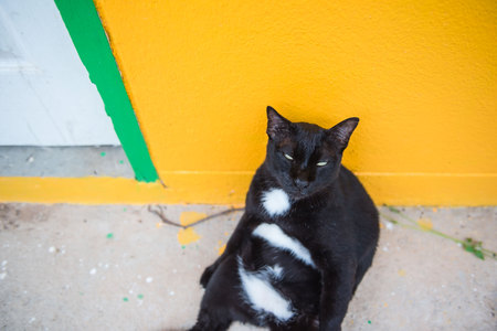 Black cat sitting on the floor and yellow wall ,  Cute kitten .の写真素材