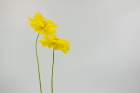 Fresh Yellow flower and white background.の写真素材