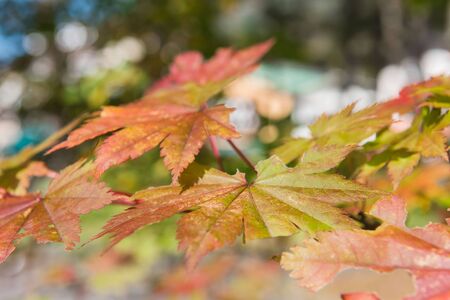 Closeup maple leaf on tree.