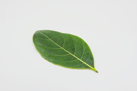 Closeup Green leaf with water droplets on white background.