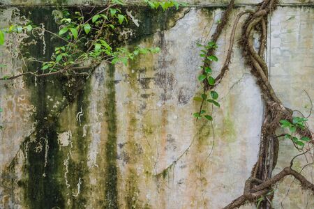 The old wall and root tree for background and wallpaper .の写真素材