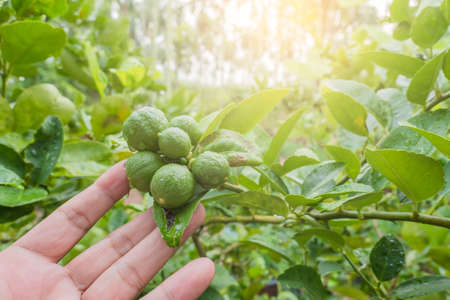 fresh green Lemon from the tree in farmer hand .の写真素材